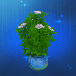 Big Potted Elderberry